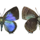 Illustration for article titled These Butterflies Put Only A Minimal Effort Into Avoiding Interspecies Mating